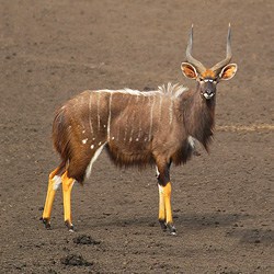 Nyala trophy approaching a waterhole. 