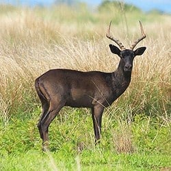 Black Impala trophy which are African plains animals.