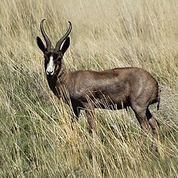 African plains animals. Springbok trophy.