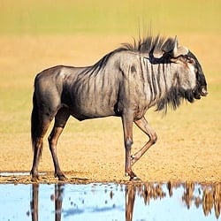 Blue Wildebeest trophy hunting. Blue Wildebeest standing next to a waterhole. 