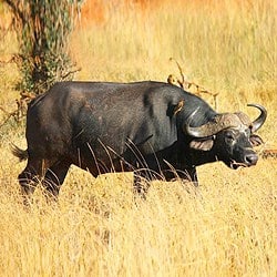 Cape Buffalo trophy grazing in the African plains. Buffalo are considered dangerous game