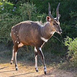 Bushbuck trophy hunting. Bushbuck are grouped with plains game but are not herd animals.