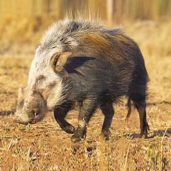 African Plains animals. Bushpig trophy hunting