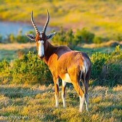 African plains animals. Blesbok on the plains approaching a waterhole. 