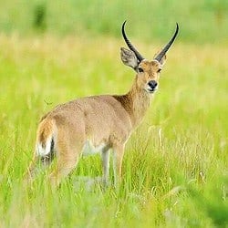 Common Reedbuck is an African plains animal.