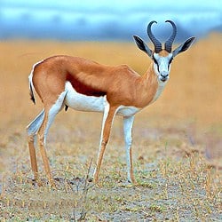 Springbok trophy hunting. Springbok make for the purest form of plains game hunting