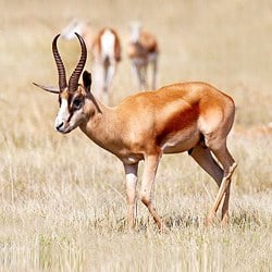 African plains animals. Springbok trophy.