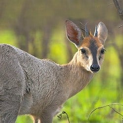 African plains animals. Duiker trophy hunting