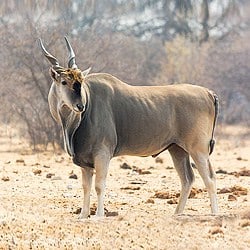 Eland bull in the dry season