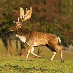 Fallow deer trophy hunting. Fallow deer are shot opportunistically. 
