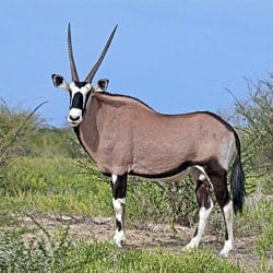 Gemsbok trophy standing in the arid karoo after recent rains