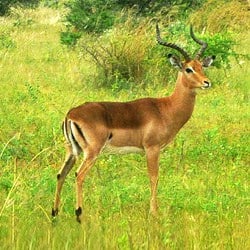 Impala ram standing in the grasslands