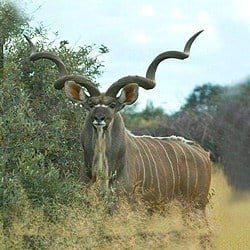 Kudu trophy hunting is challenging. kudu have amazing eyesight. 