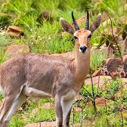 Mountain Reedbuck trophy standing on a mountain side in the Eastern Cape