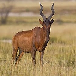 Red Hartebeest trophy standing in the long grass