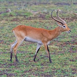 Red Lechwe trophy walking in a swamp area