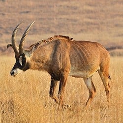 Roan Antelope is a plains animal.