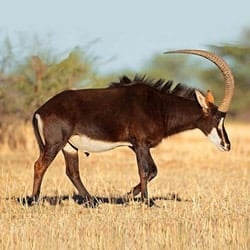 African plains animals. Sable Antelope trophy hunting