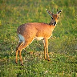 Steenbok trophy hunting