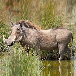 Warthog trophy boar at a mud hole. Warthog plains game hunting is a must. 