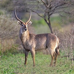 Waterbuck standing in the savanna