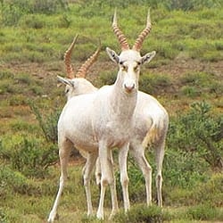 White Blesbok are African plains animals.