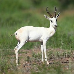 African plains animals. White Springbok trophy hunting