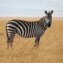 Zebra standing in the open plains of South Africa. Zebra make for a great plains game hunting. 