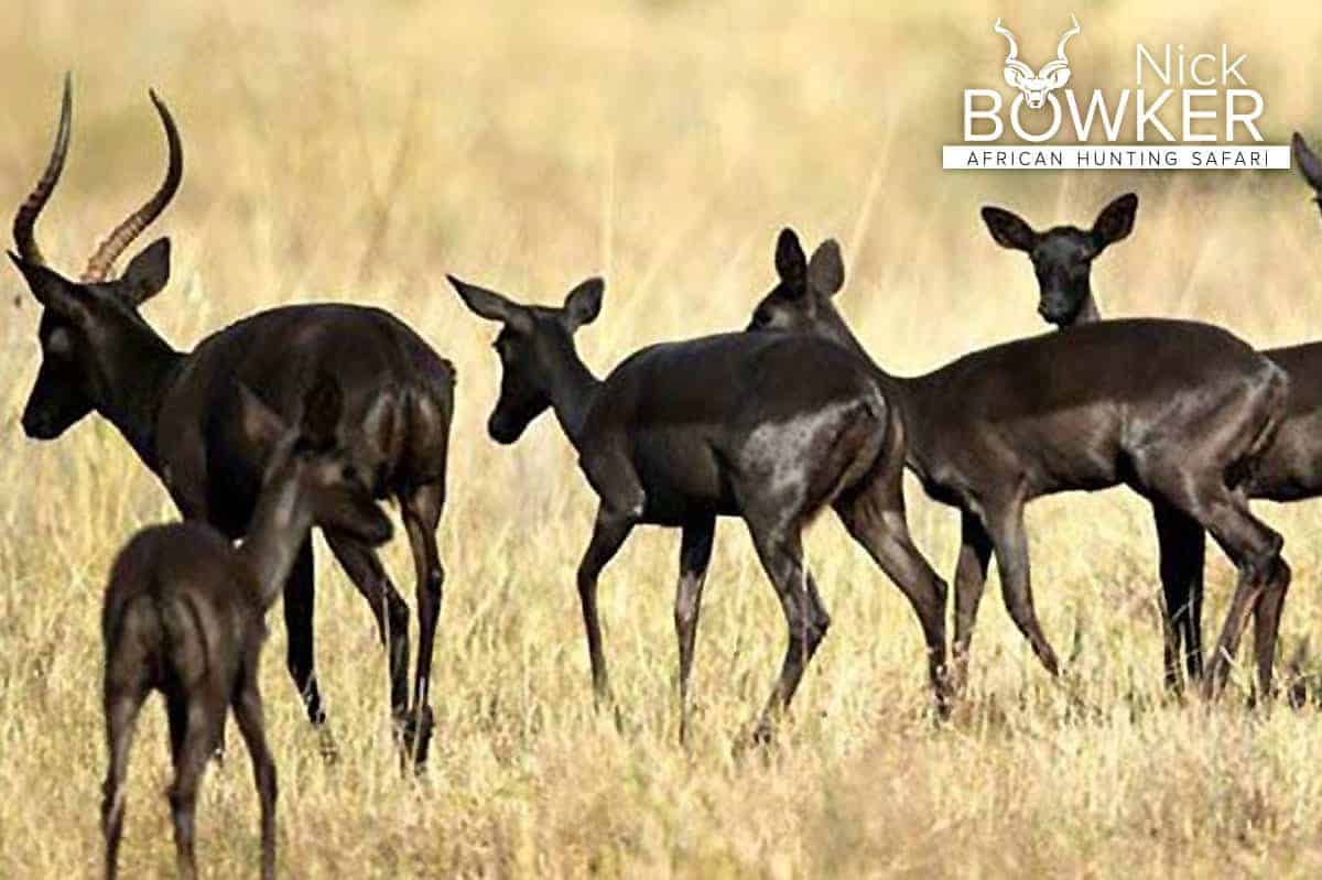 Black impala ram with females