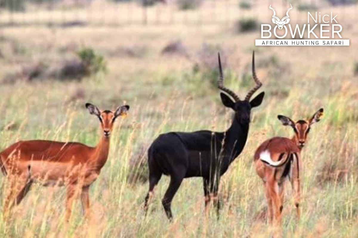 Black impala ram with common impala females