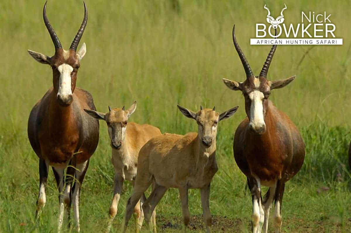 Blesbok females with young standing in the grasslands. The female has thinner and lighter horns.