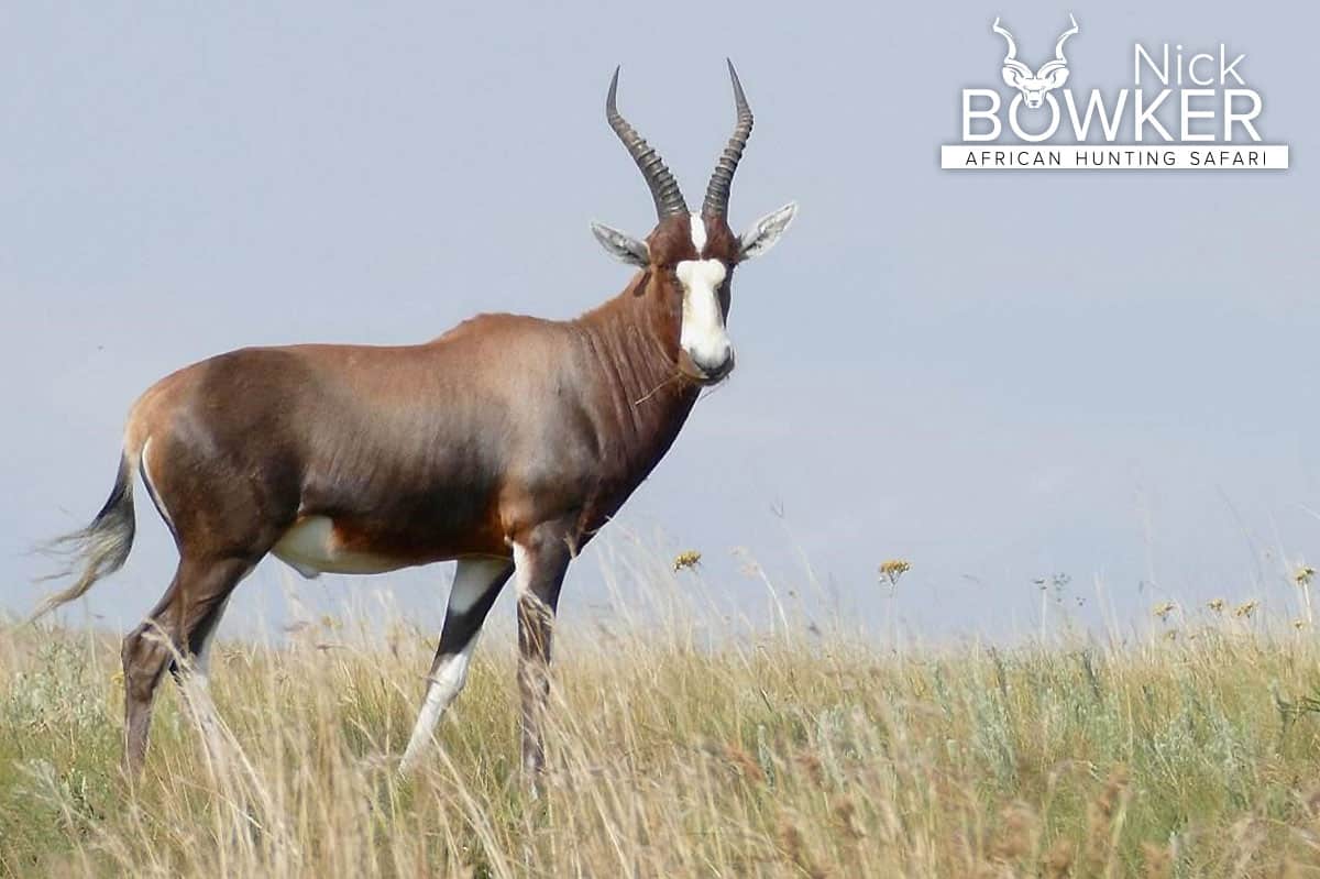 Blesbok male standing in the grasslands. The male has thicker and heavier horns.