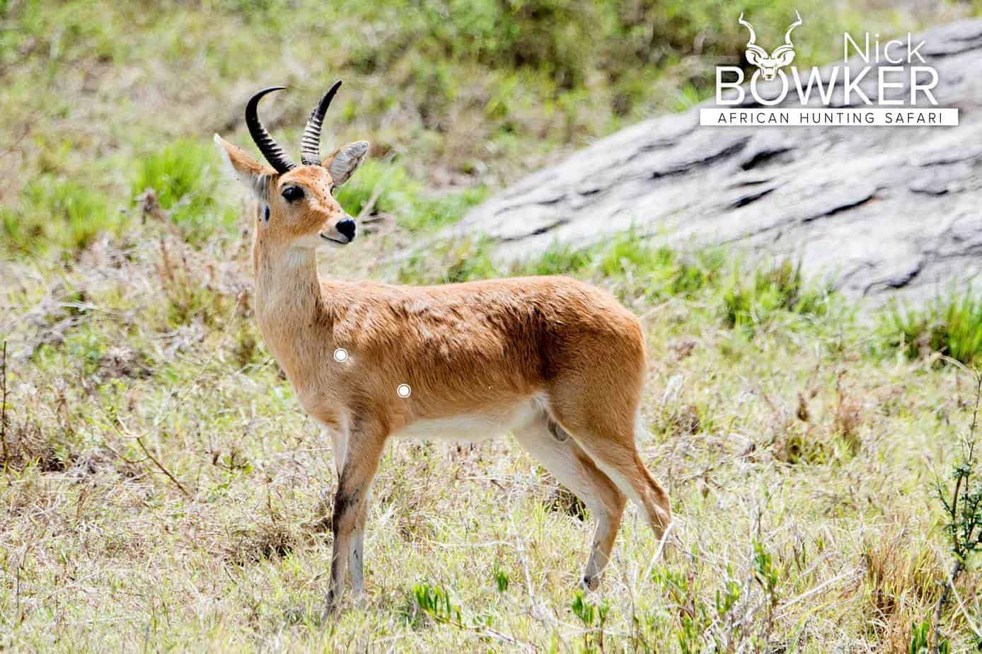 Shot placement for common reedbuck hunting