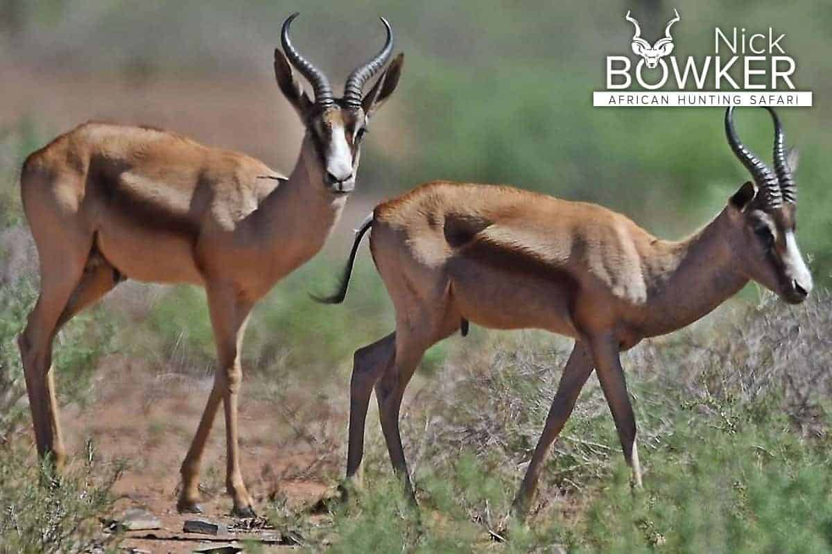 Copper springbok males or rams