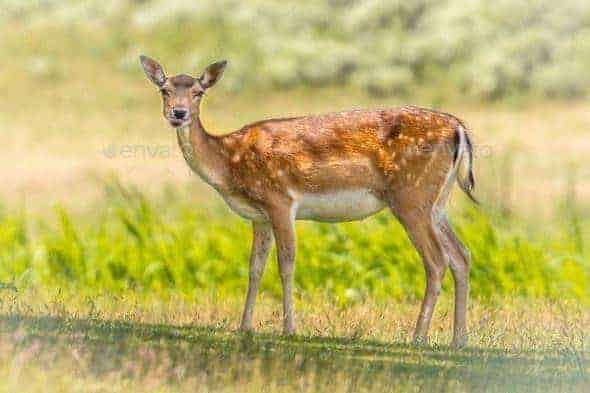 Fallow Deer female
