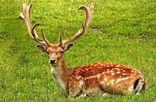 Fallow Deer male lying in the grass