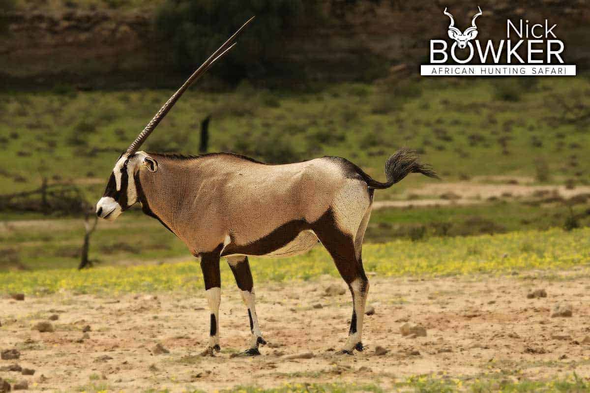 Female Oryx Animal