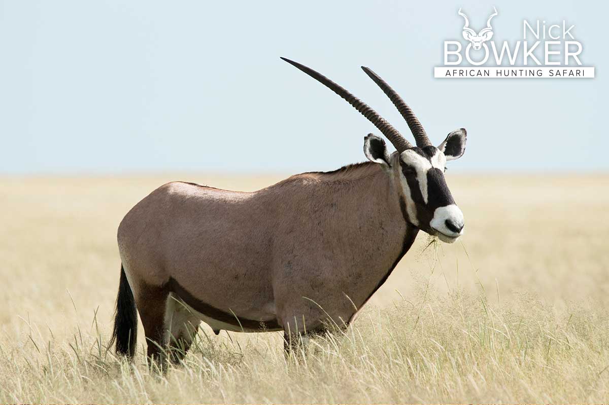 Old male in the long grass. Males horns are shorter and thicker