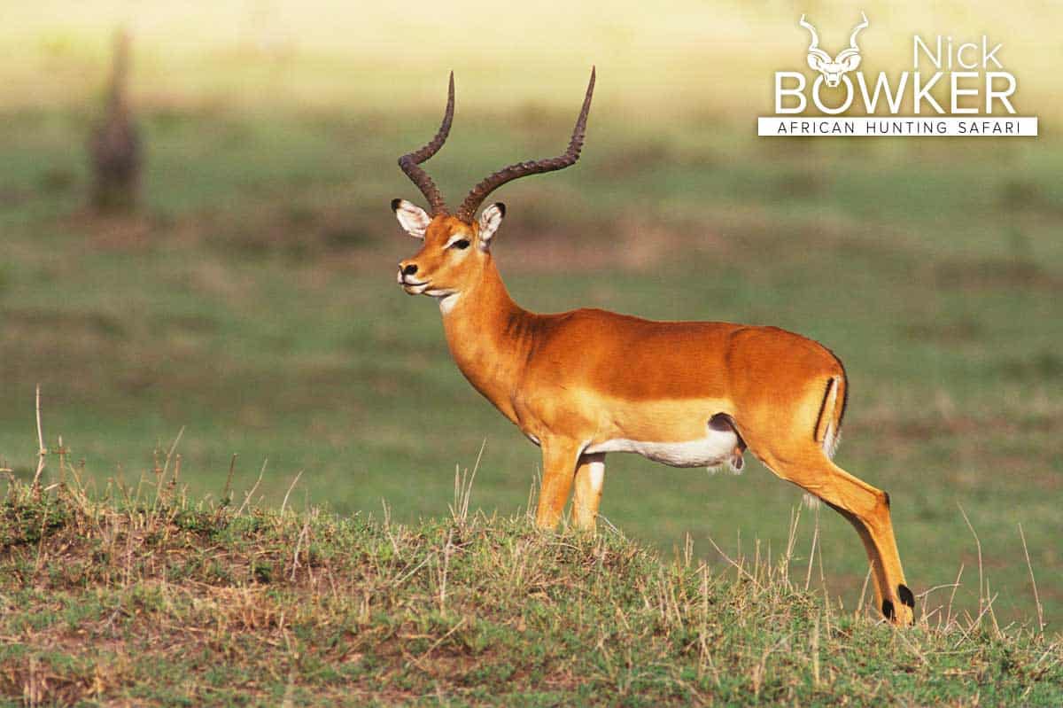 Male standing on the African grasslands. Only males carry horns.