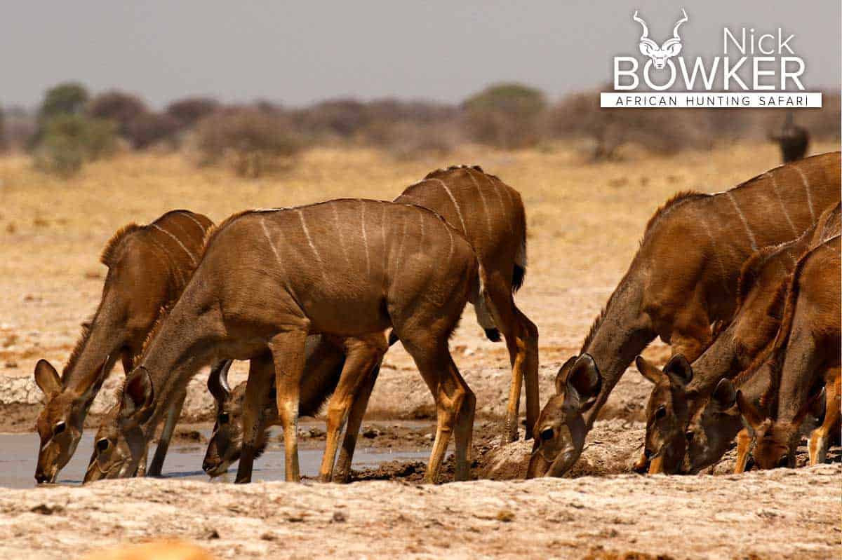 Females drinking at a waterhole during the dry season. Females do not have horns.