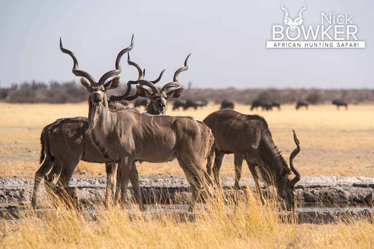 Males drinking at a waterhole during the dry season. 