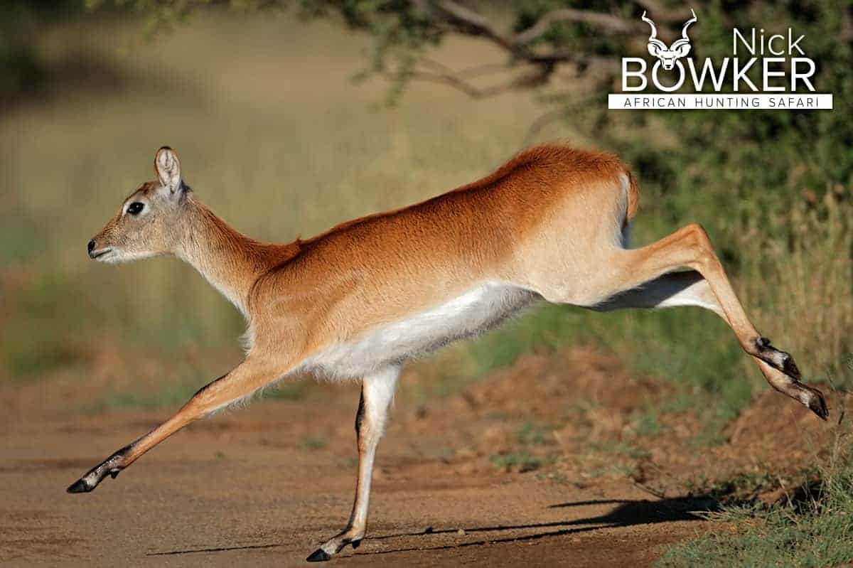 Female running across the grasslands. Females do not have horns.