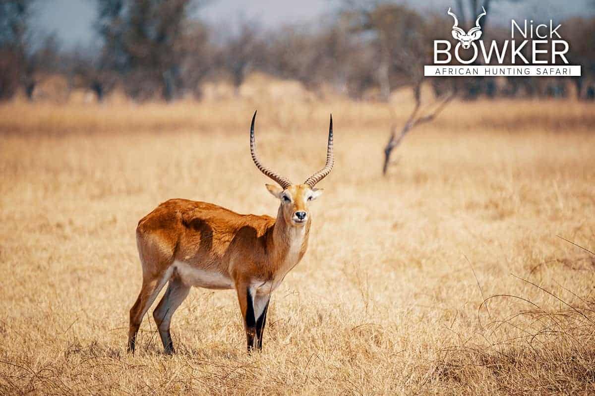 Red Lechwe male standing in the savanna in the dry season. 