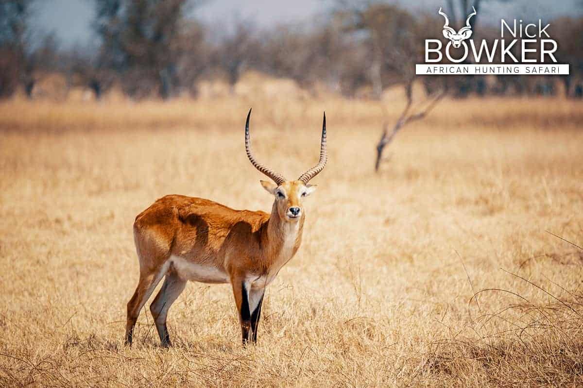 Male standing in the savanna in the dry season. 