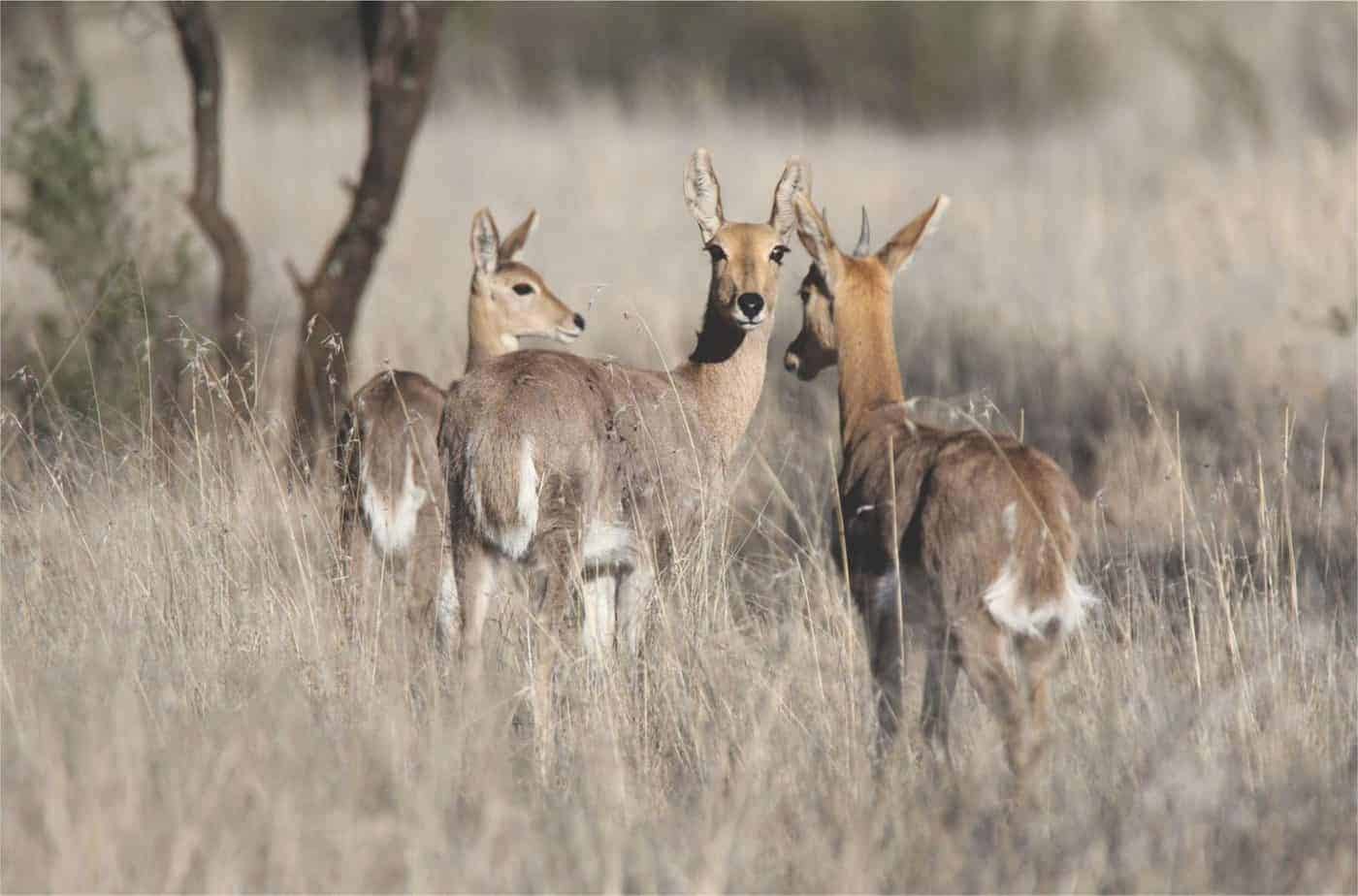 Mountain Reedbuck Hunting in South Africa (Includes Video)