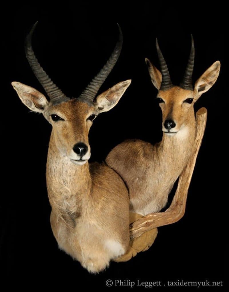 Shoulder mount for a common and mountain reedbuck.