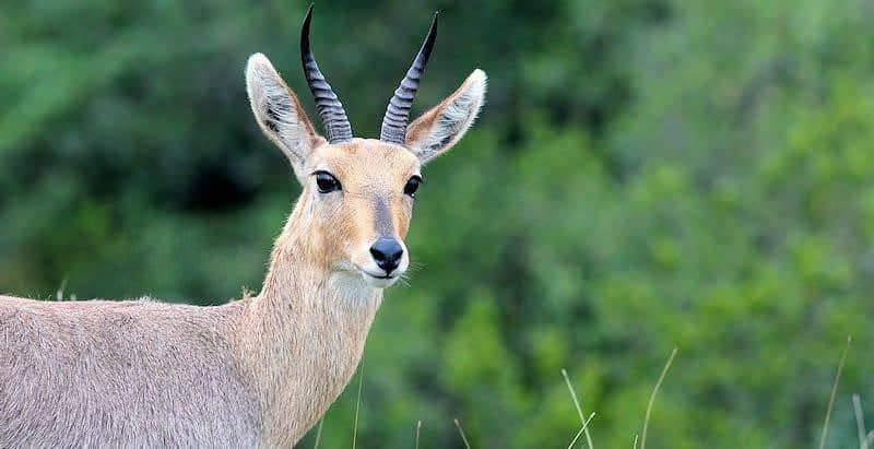 Mountain reedbuck male or ram. The males have horns while the females do not.