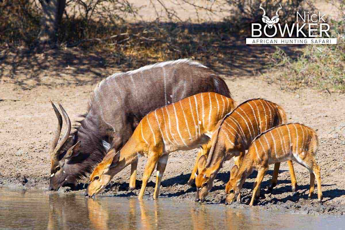 Females and a male drinking at a waterhole