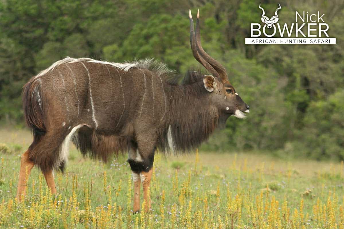 Nyala male grazing in the early morning. Males have horns while females do not.