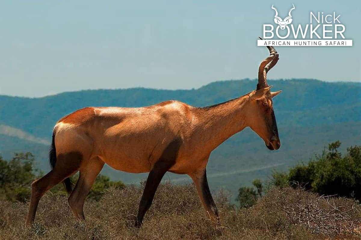 Female with thinner and lighter horns than that of the male.